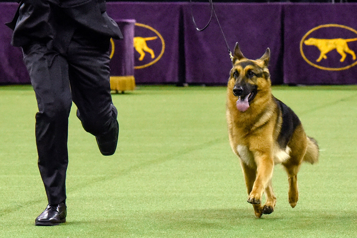 Westminster Kennel Club dog show 2017