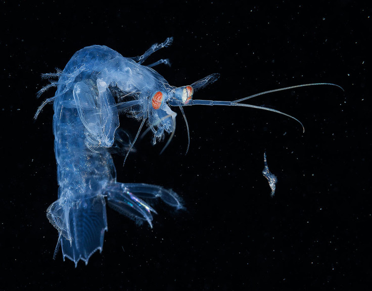 Underwater Photographer of the Year 2017