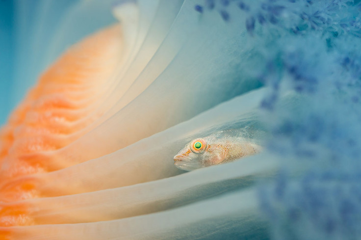 Underwater Photographer of the Year 2017