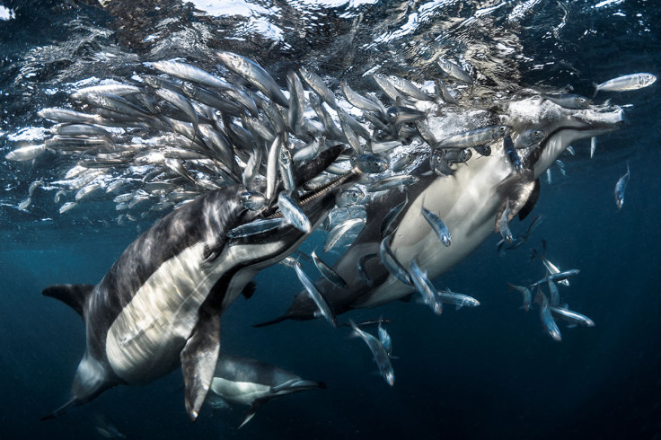 Underwater Photographer of the Year 2017