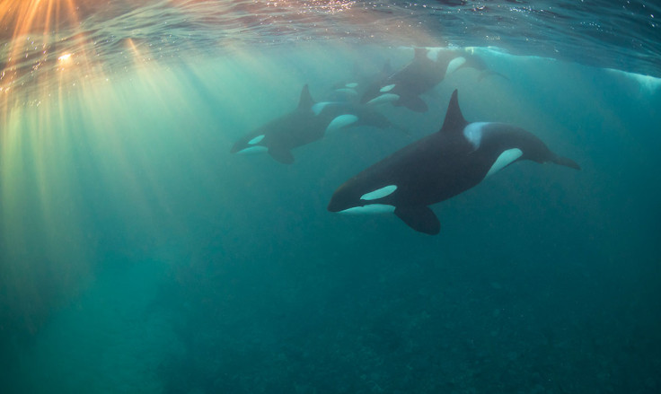 Underwater Photographer of the Year 2017