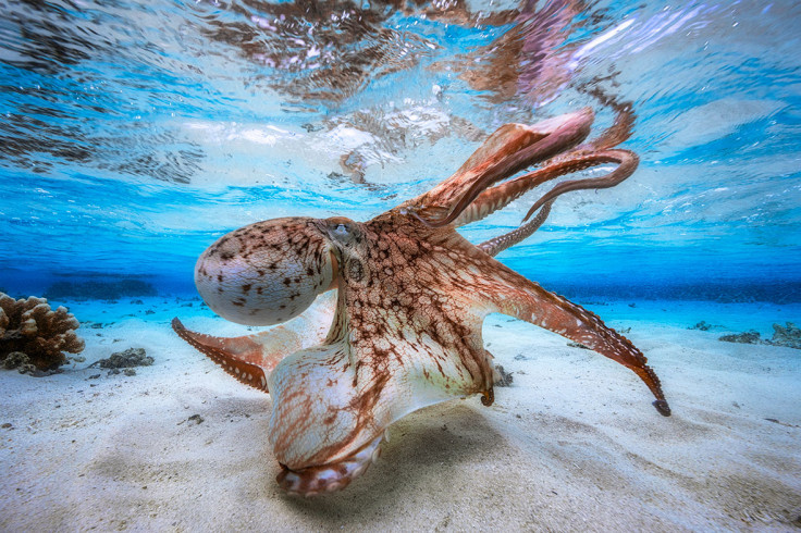 Underwater Photographer of the Year 2017