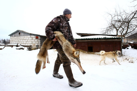Chernobyl wolves hunting