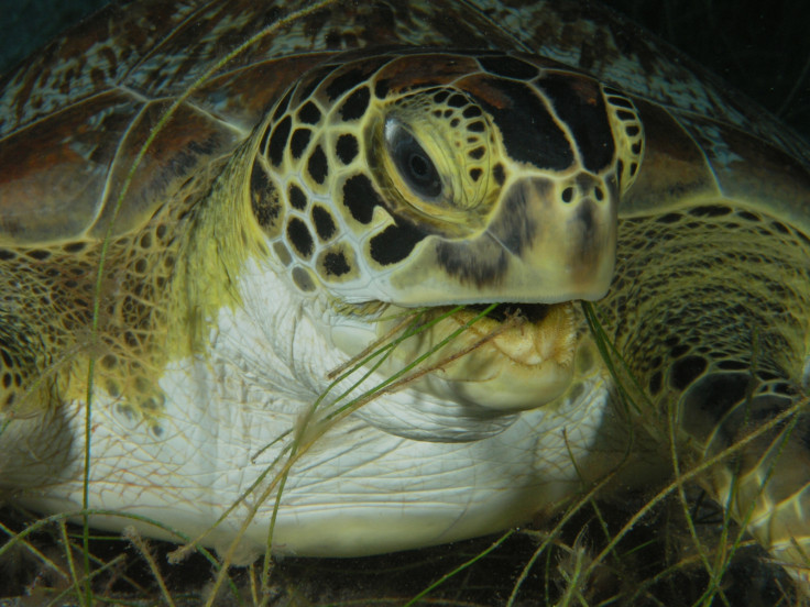 Green turtle