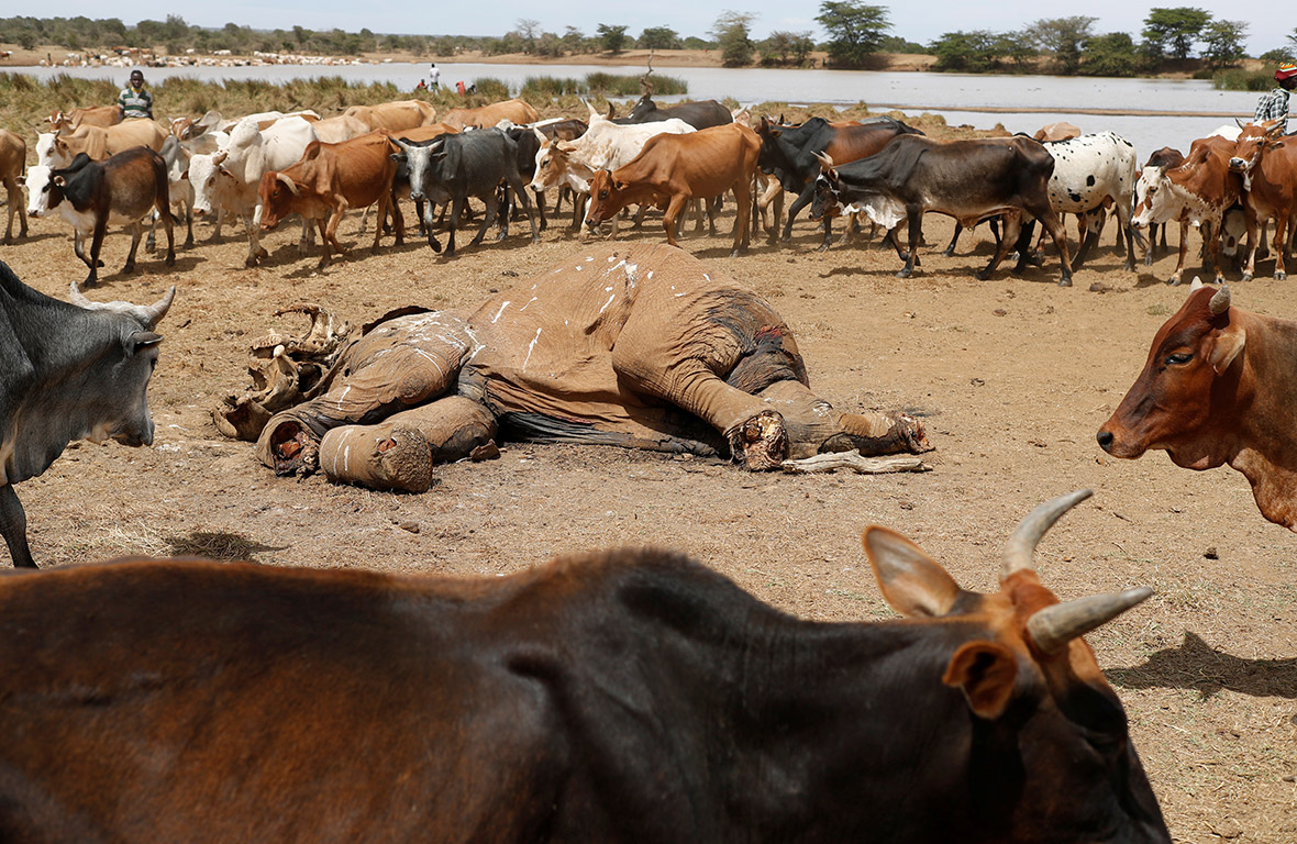 Devastating drought pushes Kenya to the brink of famine and violence