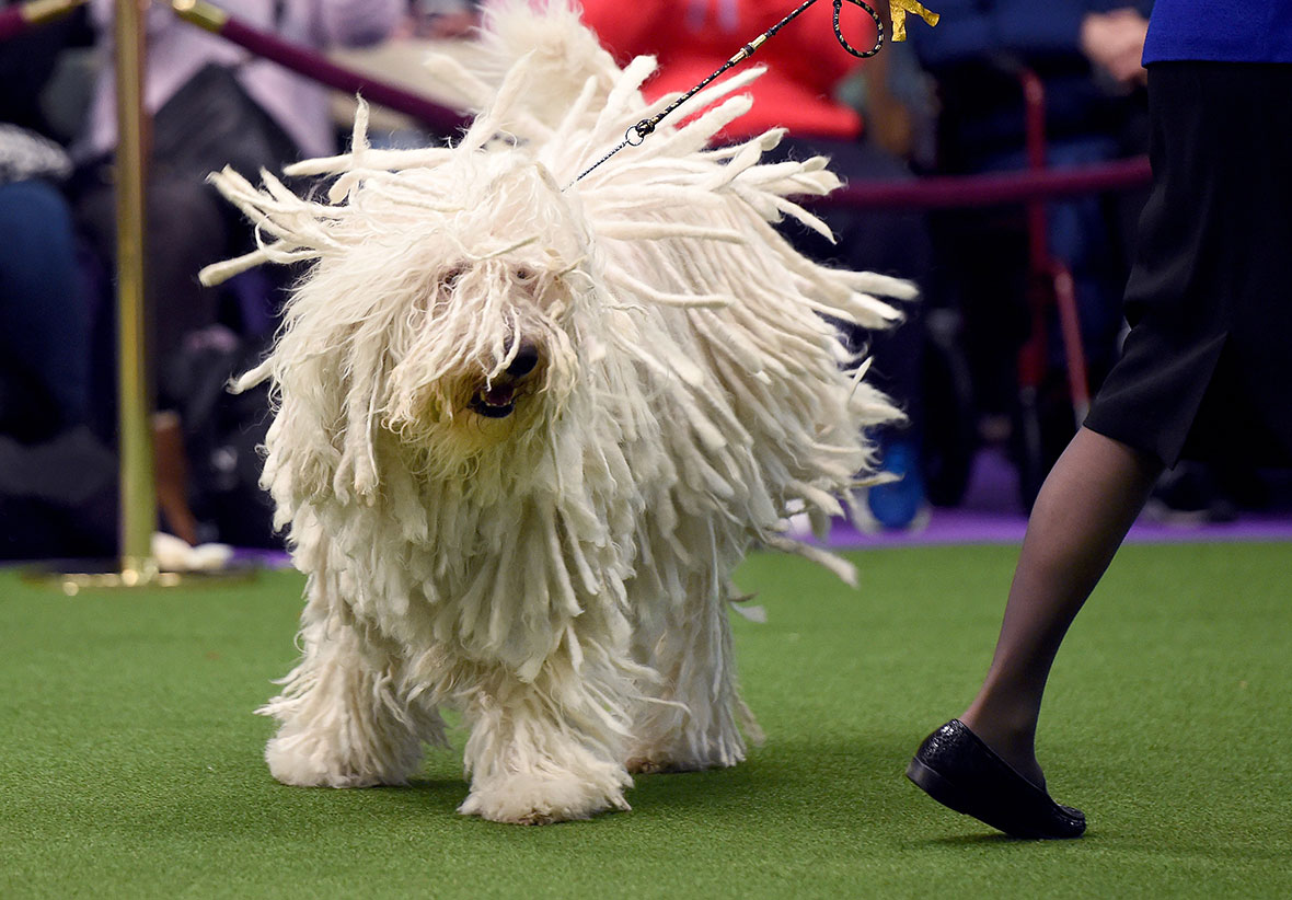 Westminster Kennel Club 