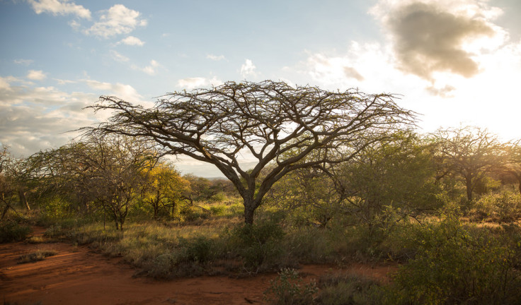 acacia trees