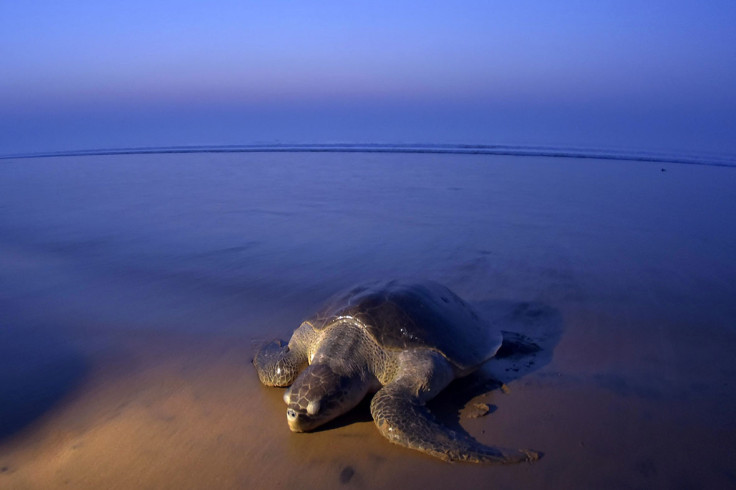 Olive Ridley Turtle