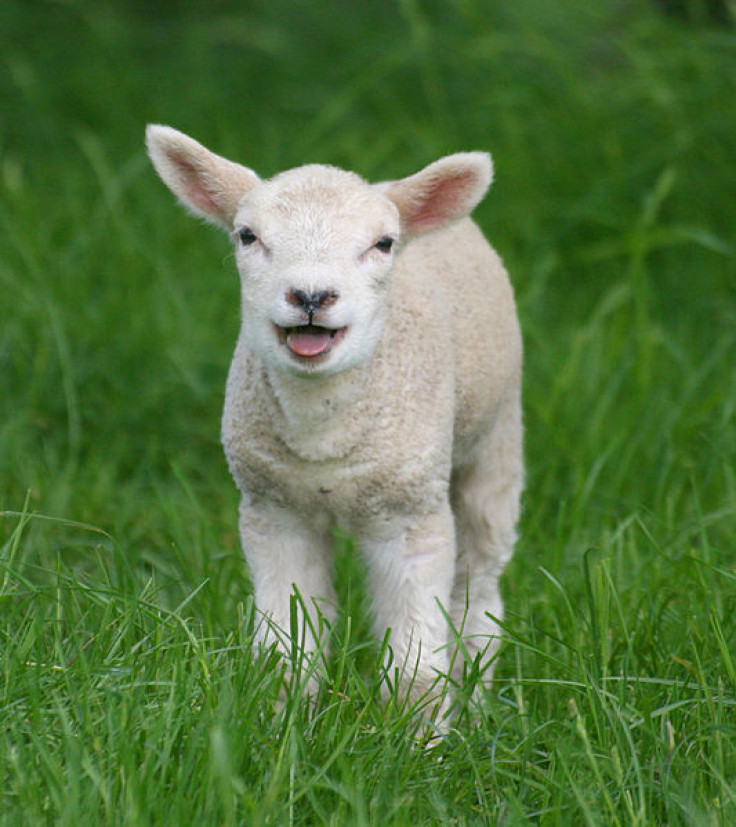 lamb