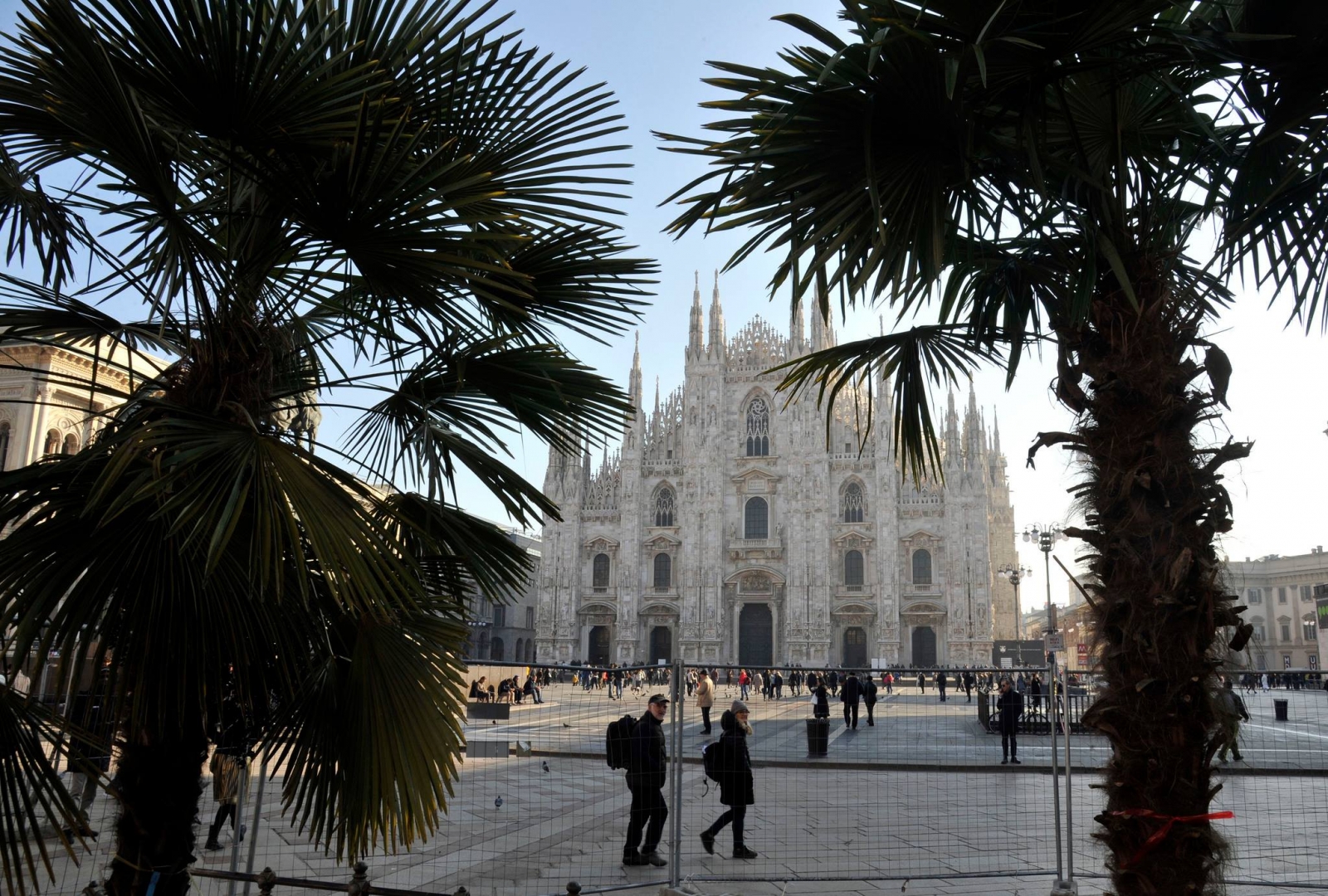 Palme in Piazza del Duomo