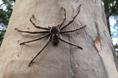 Largest giant huntsman spider in Australia gets set to be milked for venom