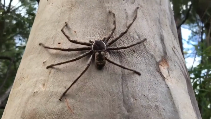 Largest giant huntsman spider in Australia gets set to be milked for venom