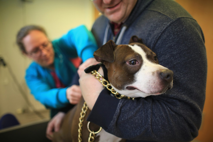 Staffordshire Bull Terrier