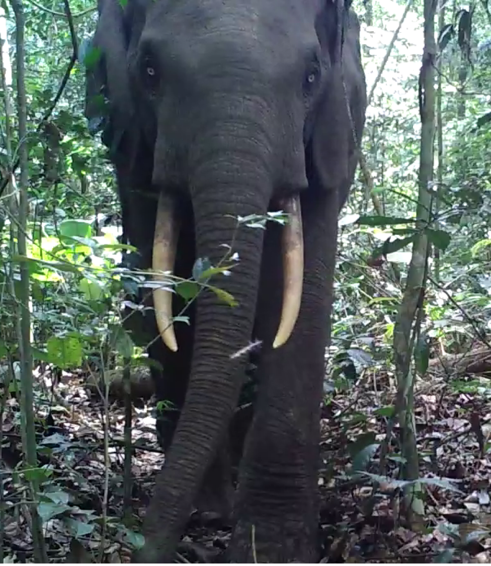 Woman killed by elephant at South Africa's Kruger National Park