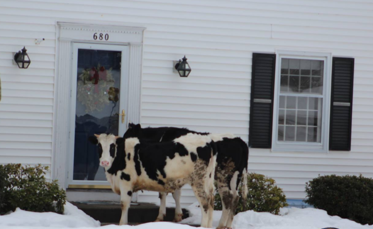 Cow police