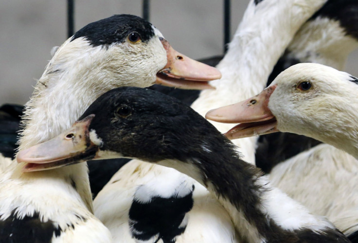 Bird Flu France