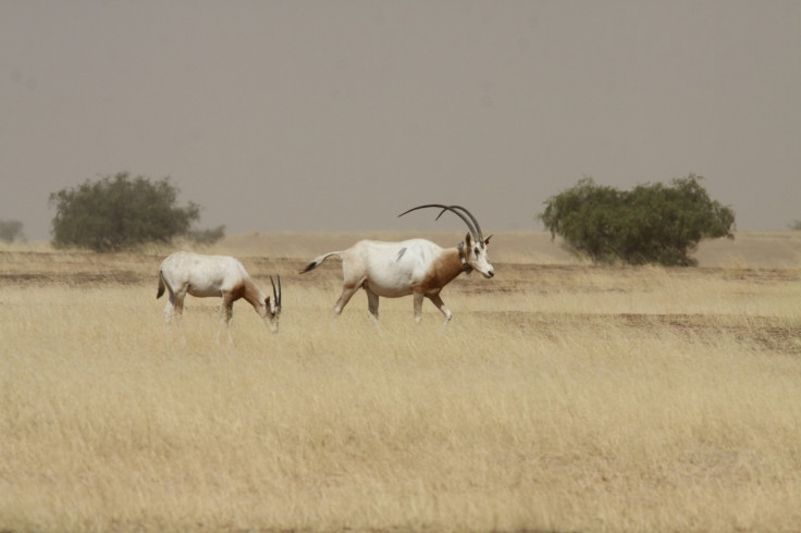 oryx