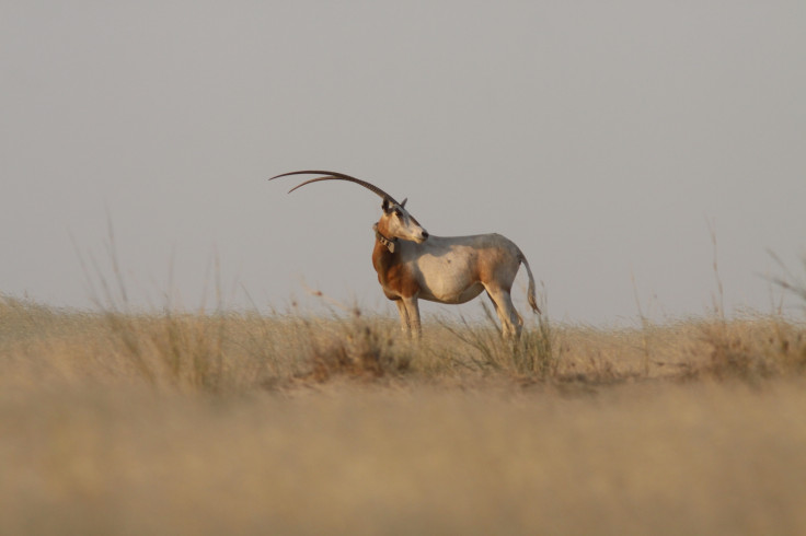 oryx extinction