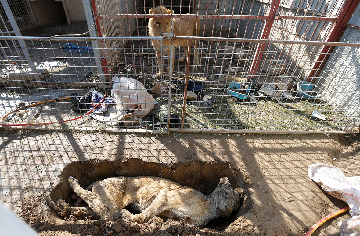 Mosul Zoo Nour Park Four Paws Iraq