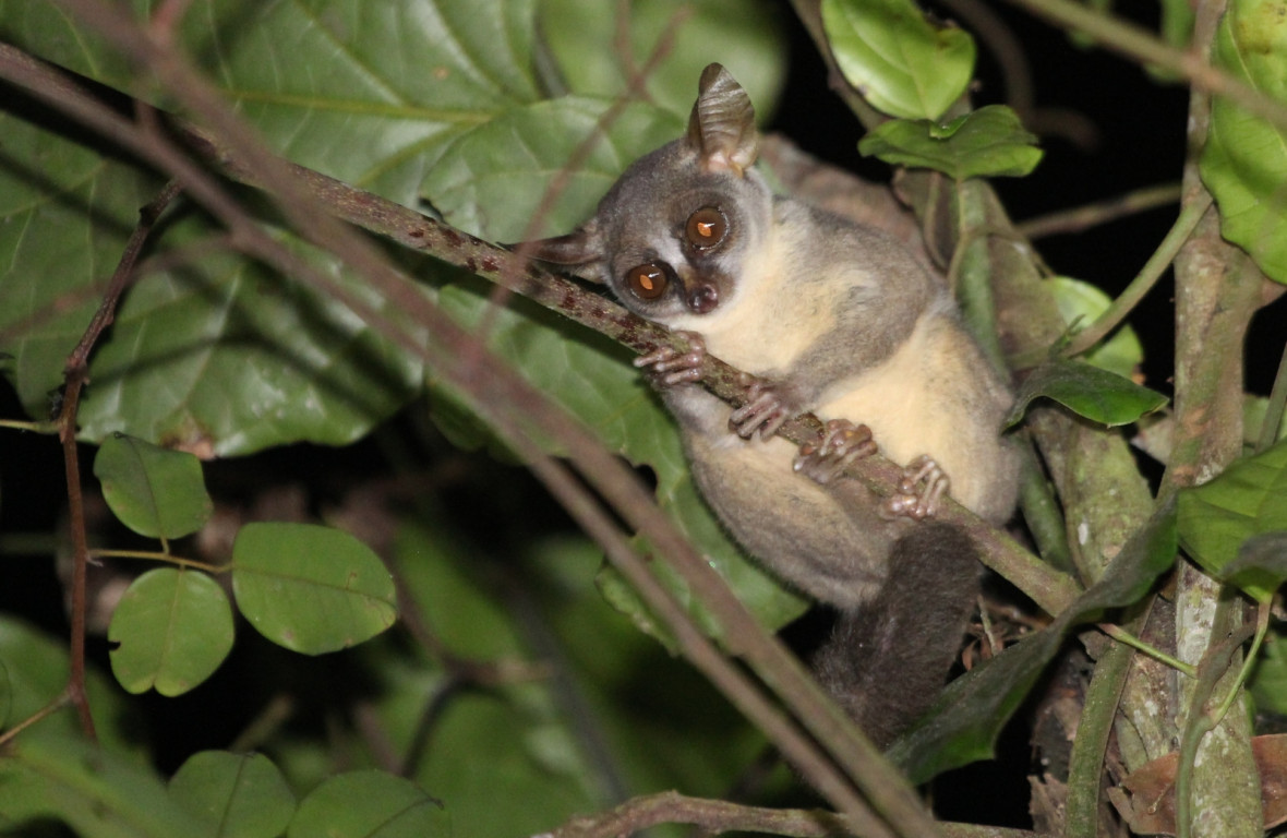 Galago Angola Galago Angola