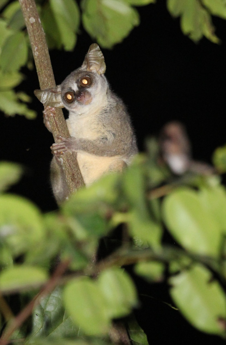 Galago Angola