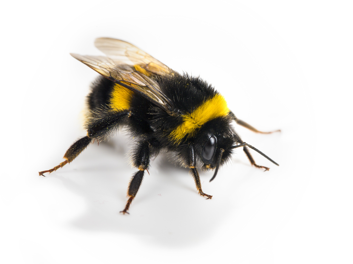 Scientists train bumblebees to score goals with tiny ...