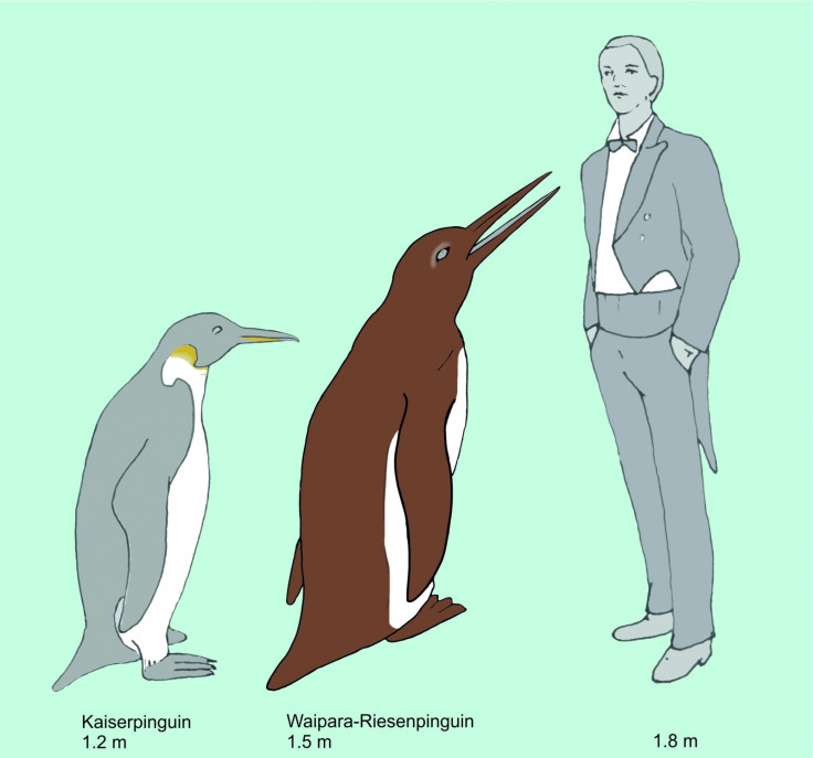 Giant Penguin