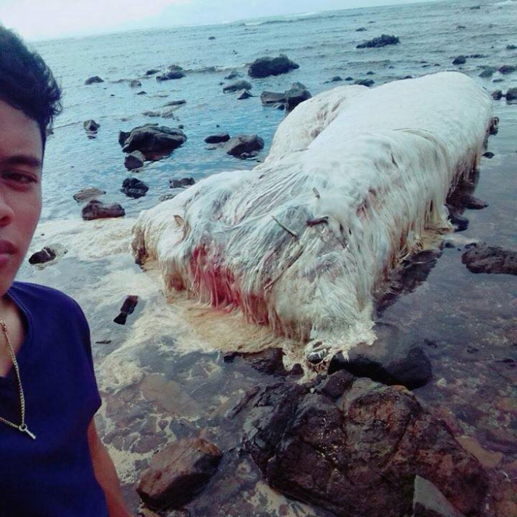 sea cow dugong 