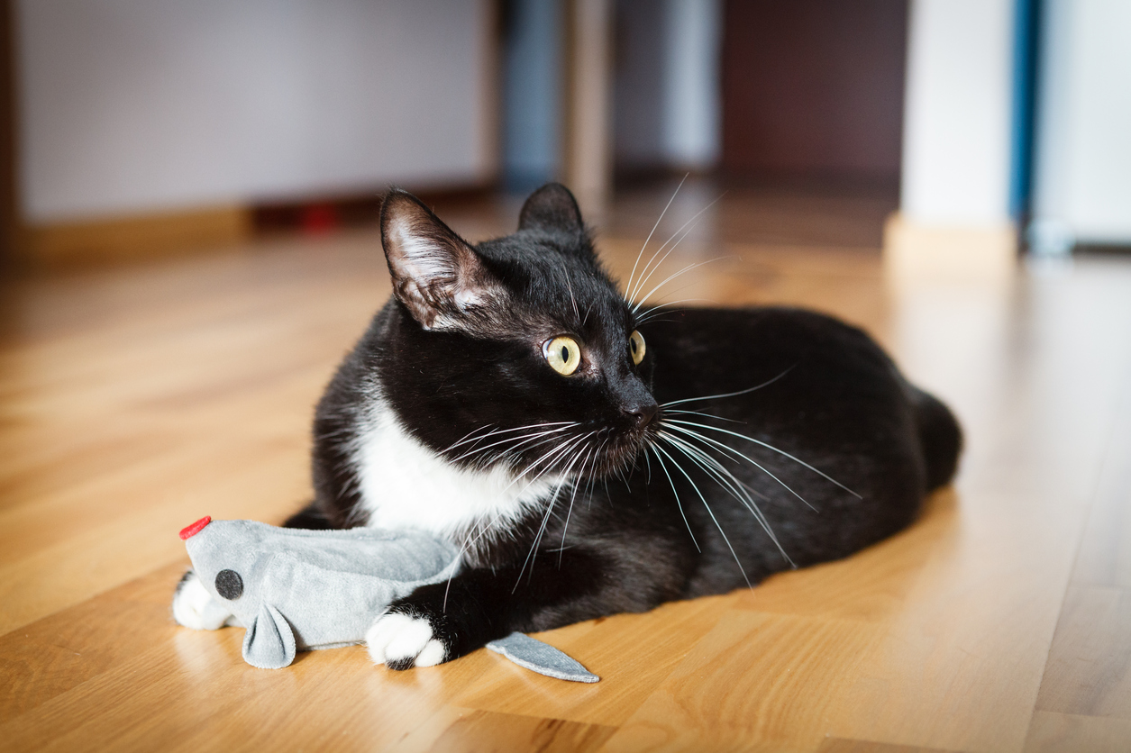 What is catnip and why do cats love it?