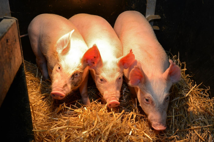 Gene-edited pigs