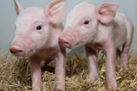 Gene-edited piglets