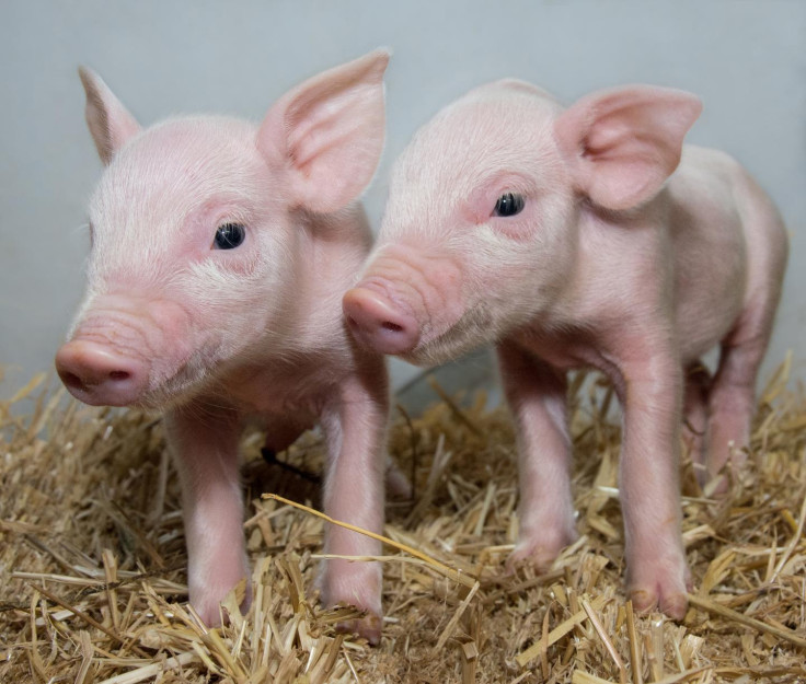 Gene-edited piglets