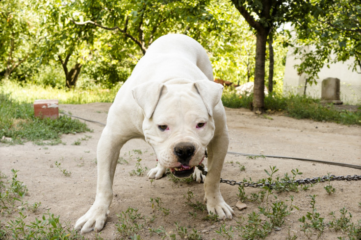 American Bulldog dangerous dog 