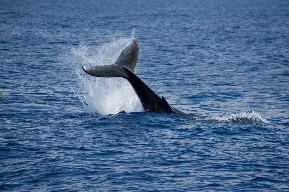 Rare humpback whale sighted off Devon coast