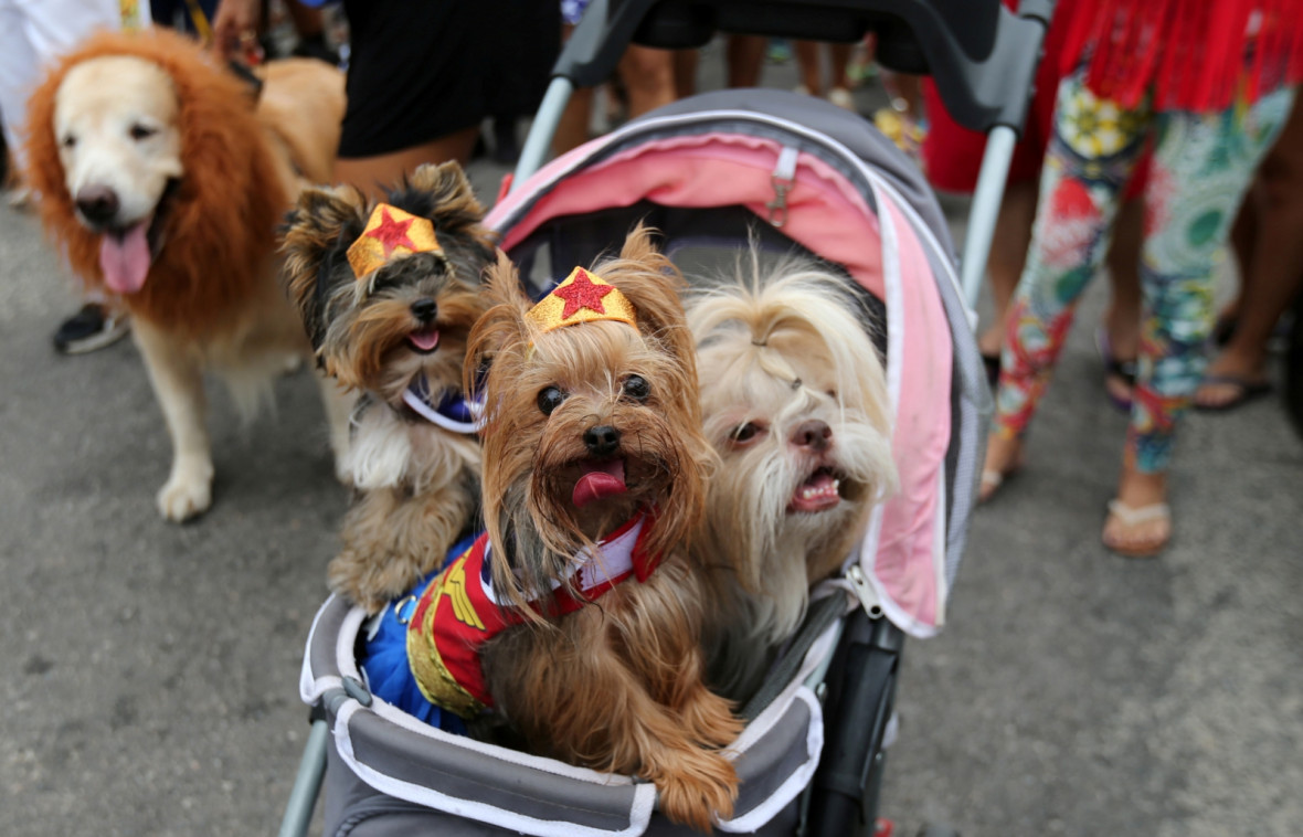 The Rio dog carnival, known as the Blocao – with ‘bloco’ meaning street party and ‘cao’ dog The Rio dog carnival, known as the Blocao – with ‘bloco’ meaning street party and ‘cao’ dog