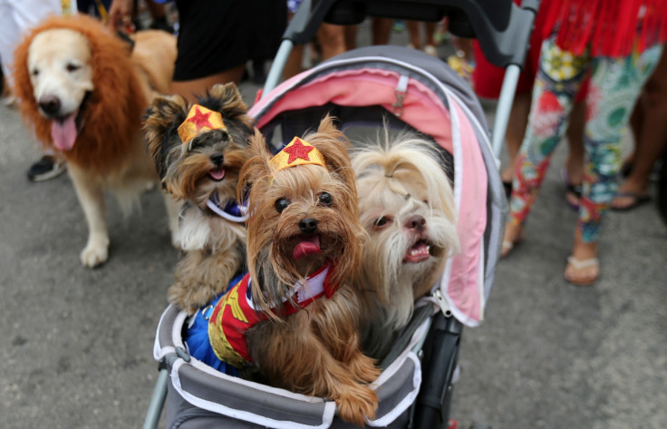The Rio dog carnival, known as the Blocao – with ‘bloco’ meaning street party and ‘cao’ dog