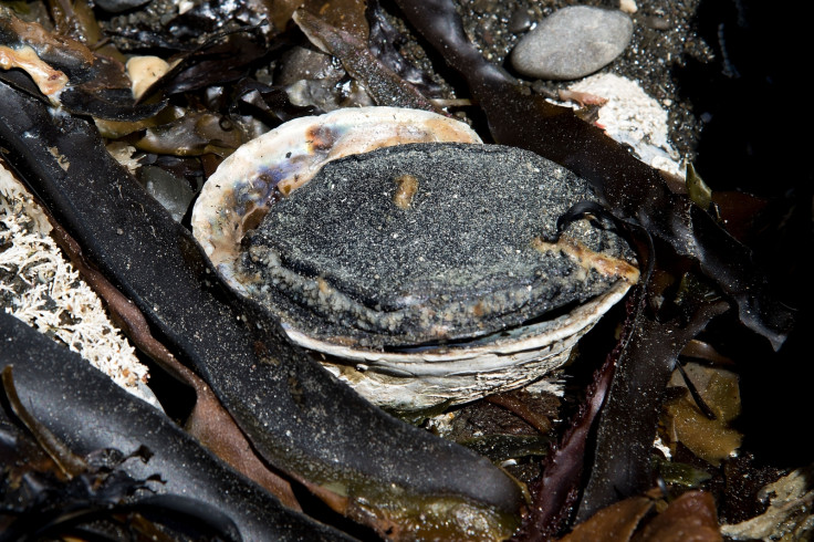 Paua shellfish