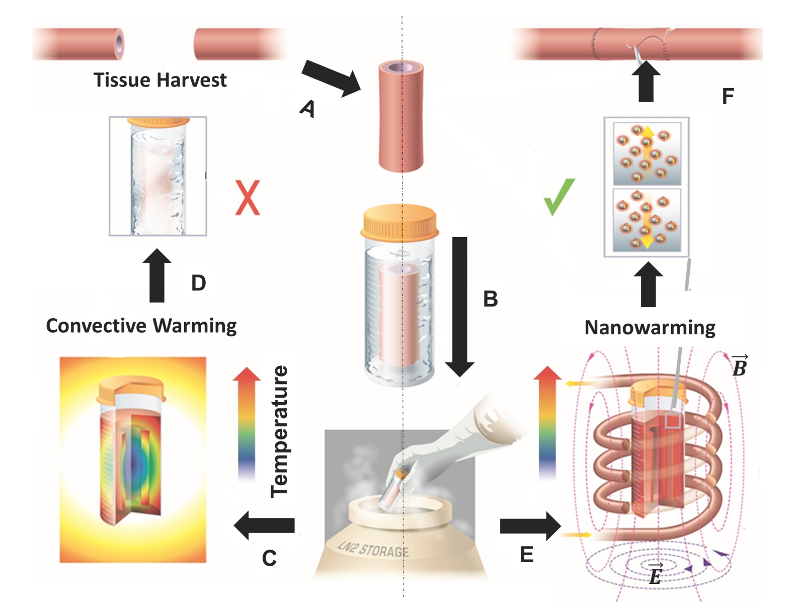 Analysis Of Cryopreservation Of Bioengineered Tissues A Schematic