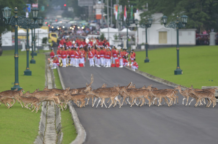 Saudi King Indonesia visit