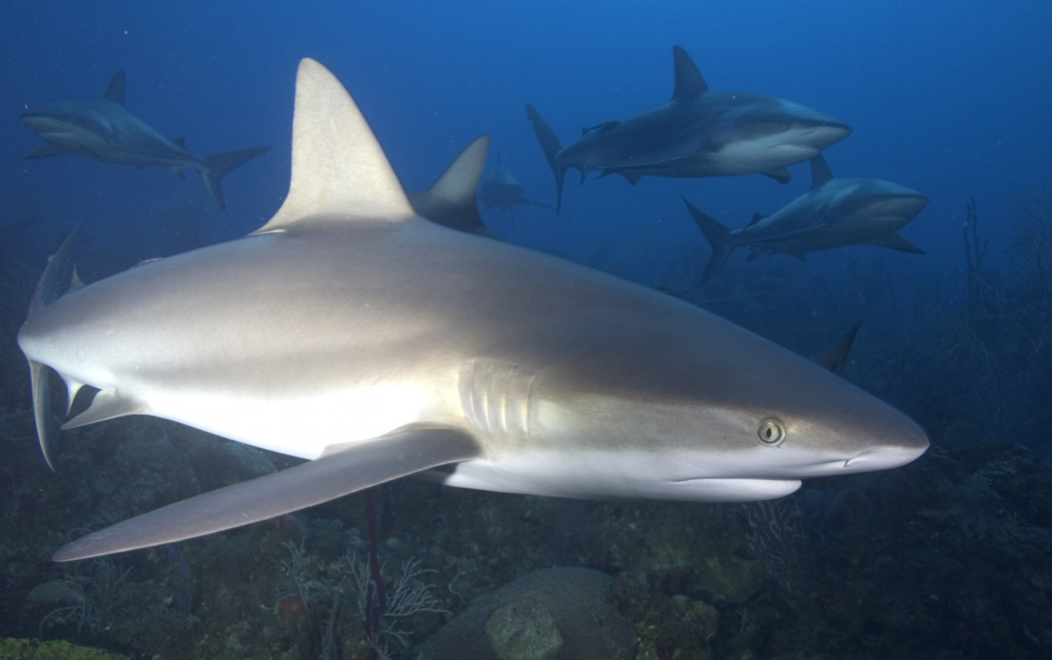 reef sharks reef sharks