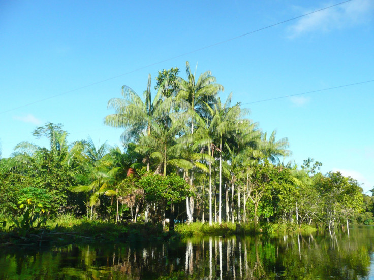 Amazon forest