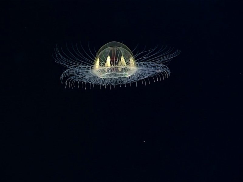 Mysterious 'cosmic' jellyfish spotted in the dark depths of the ocean ...