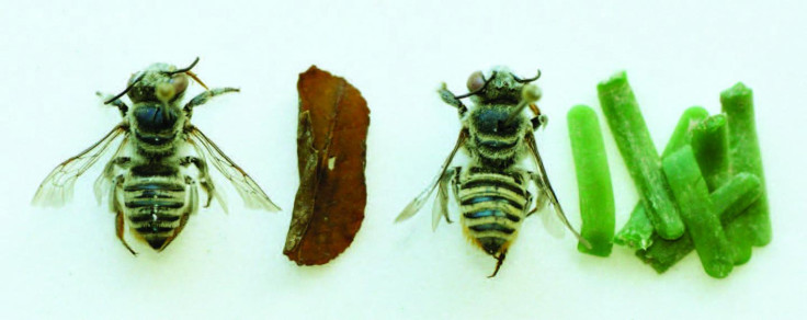 Leafcutter bee