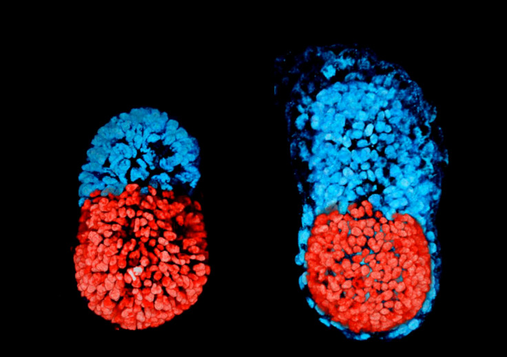 embryo mouse