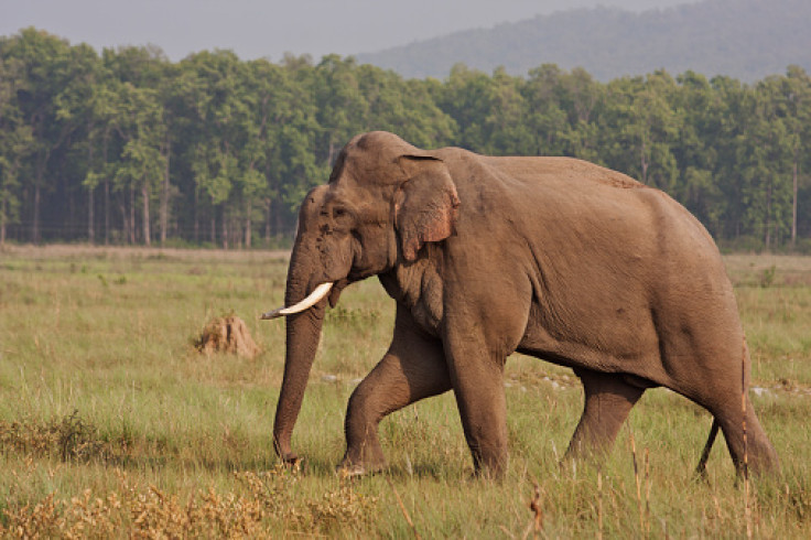 Indian elephant