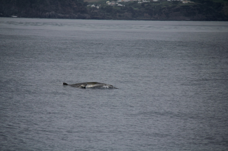 True's whale calf and mother