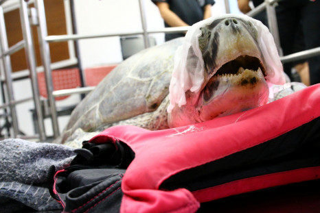 Sea turtle surgery