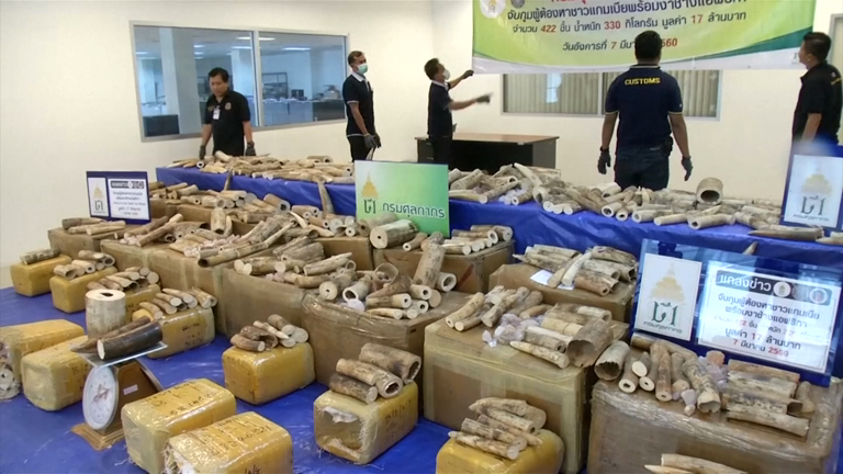 Malaysia Customs Seize 330 Endangered Tortoises At Kuala Lumpur Airport ...