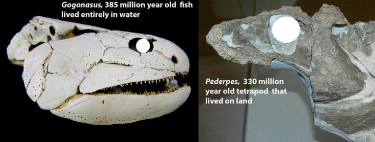 tetrapods