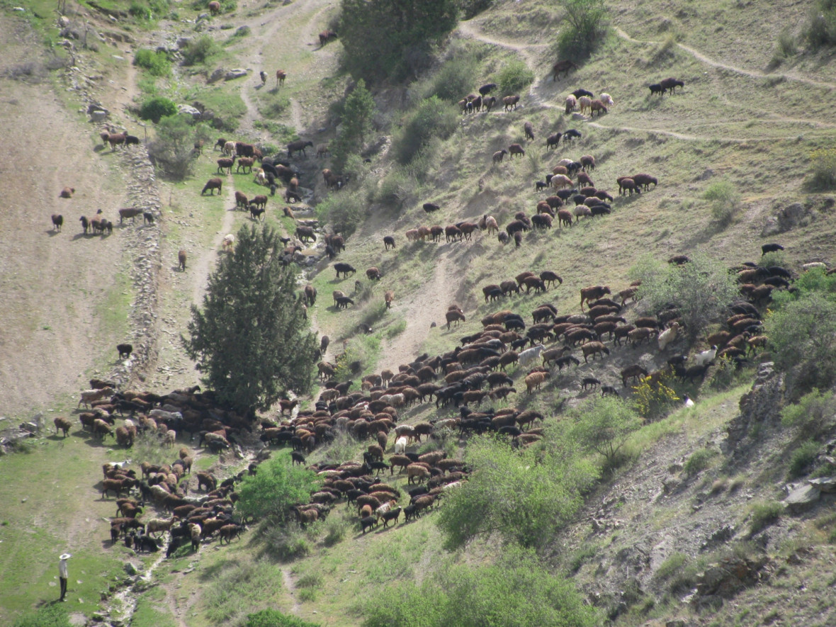 pastoral herd pastoral herd